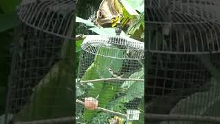 Download lagu PRENJAK COKI COKI mp3