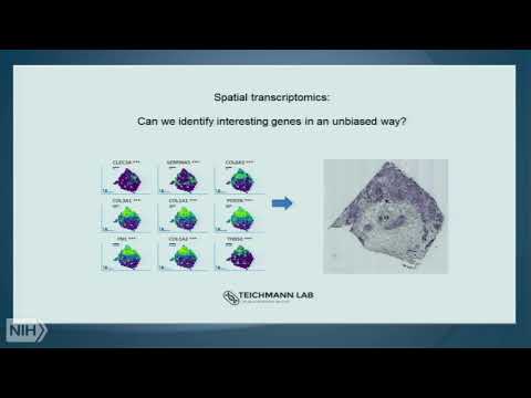 Travelling through tissues one cell at a time: the Human Cell Atlas and barrier tissues