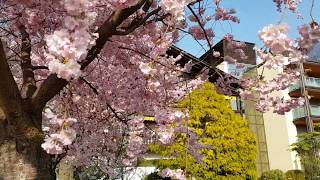 Hotel Wiesenhof Algund Lagundo Kirschblüte Fioritura cigliegi