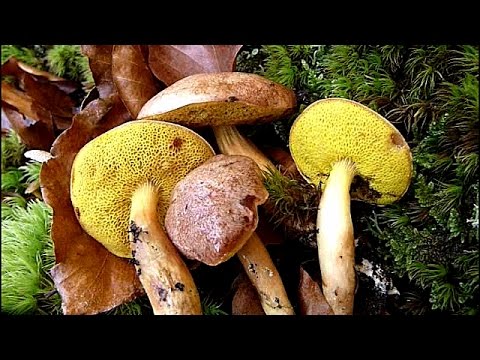 Pulveroboletus gentilis (aureoboletus) - NEŽNI VRGANJ