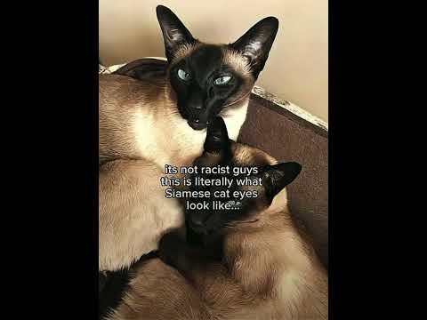 #siamese #cat #targetaudience #blowup #noracism #tiktok #viral