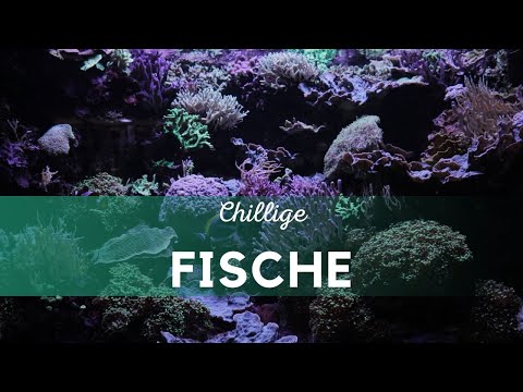 Relaxte Fische im Tiergarten Nürnberg | Aqua Tropica | Clownfish TV | Top Welt | Seepferdchen