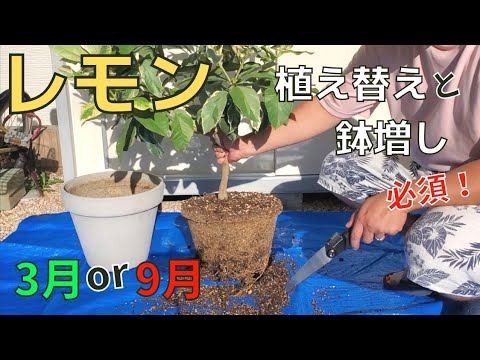柑橘類の植え替え:こうやってやる トピックス