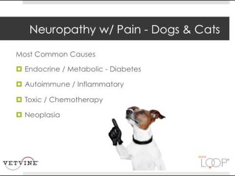 Causes of Neuropathy and Neuropathic Pain in Dogs & Cats