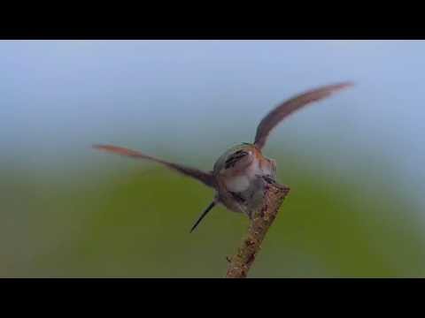 adult male Calliope Hummingbird, a rare species in Florida