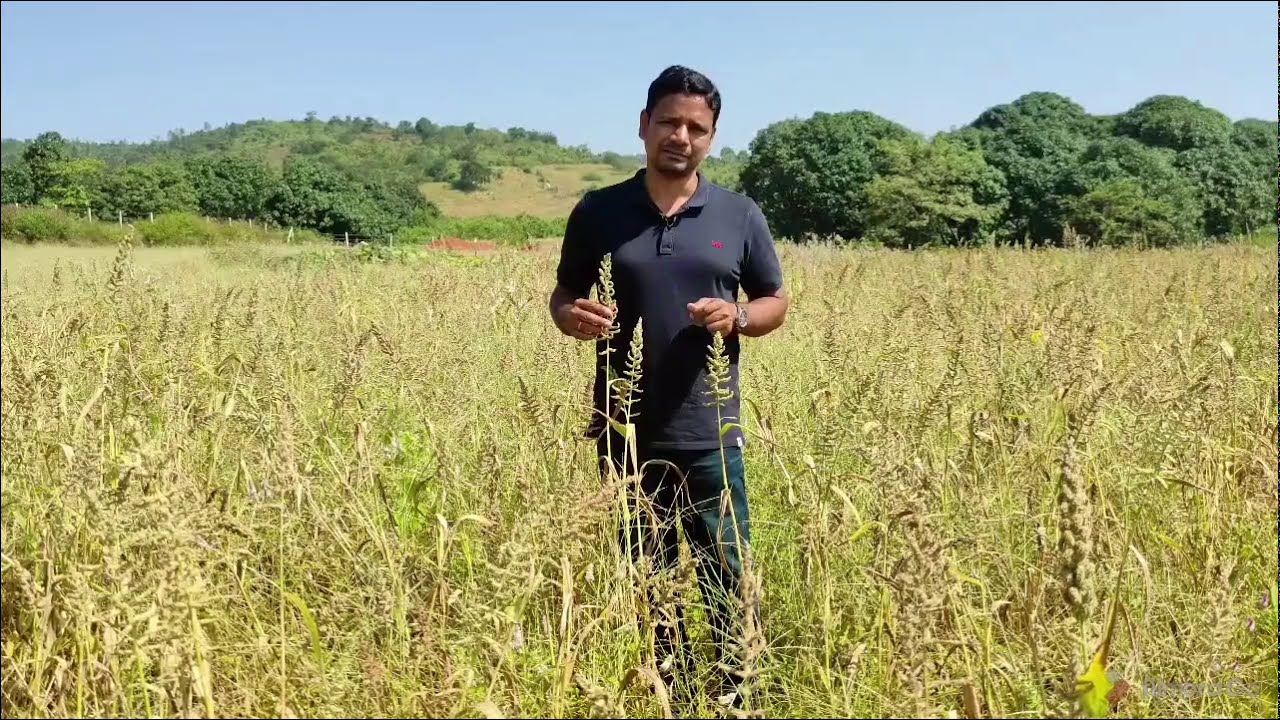 Barnyard Millet in Hindi - Health Benefits & its Cultivation