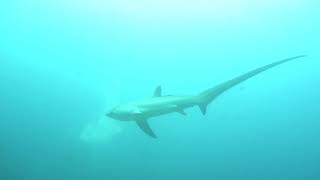 Thresher Shark A Kimud Shoal Philippines Feb 2024
