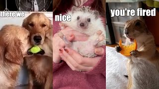 Funny Animal Voiceover Compilation Part 9 @klrdubs TikTok