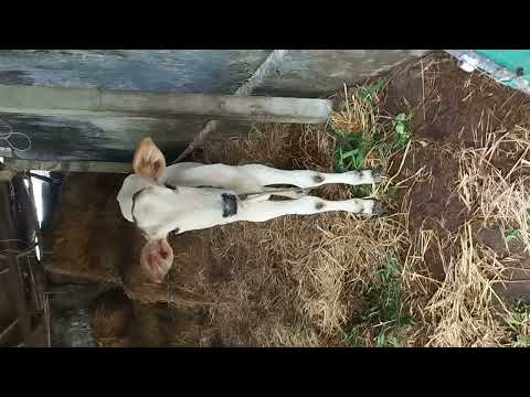 @praneeth farms #labrador dogs