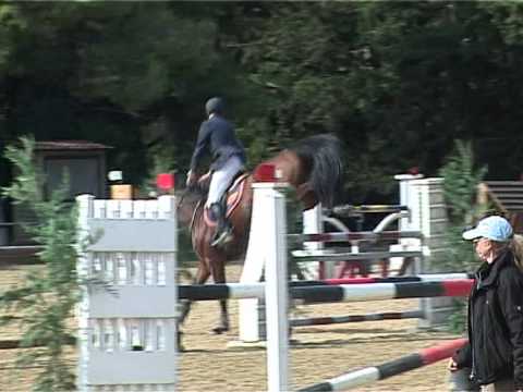 ZINO, 7 year old, Holsteiner Chello I stallion, 125cm IOB Oktober 2011.mpg