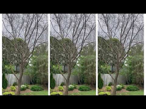 What Killed My Weeping Willow Tree?