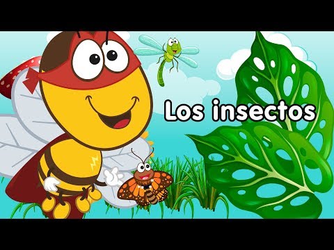 Los insectos - canciones infantiles doremila