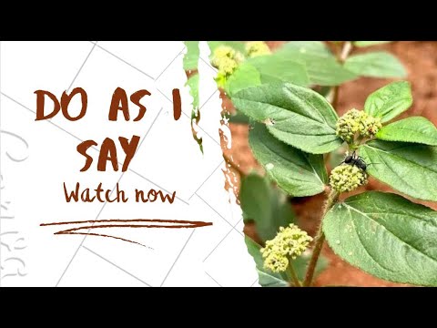 Commanding And Do As I Say