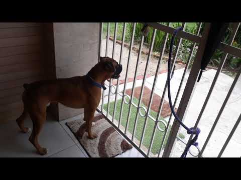 Labradors naughty  pair ; Nawab and Sahiba   .     Bruno reaction  to presence of monkeys