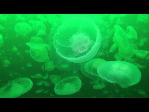 Die Quallen von Alaska