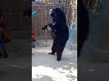 Bhalu Dance Short Video Shorts Video