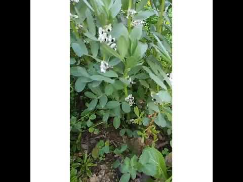 hummingbird in Punjab,this is raw unedited shoot by me in slow motion.pl comment what you think