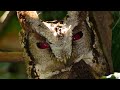 Collared Scops Owl Calling Birdsofsikkim Sikkimbirds Sikkim Bird Owl Rozandhungel9034