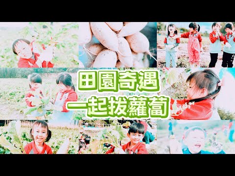 冬藏的小小力量•拔蘿蔔紀實
