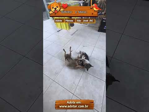 Vídeo de Belinha e Maria 