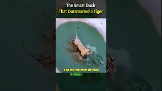 The Smart Duck That Outsmarted a Tiger