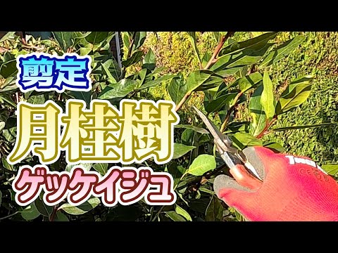 月桂樹、月桂樹 植物