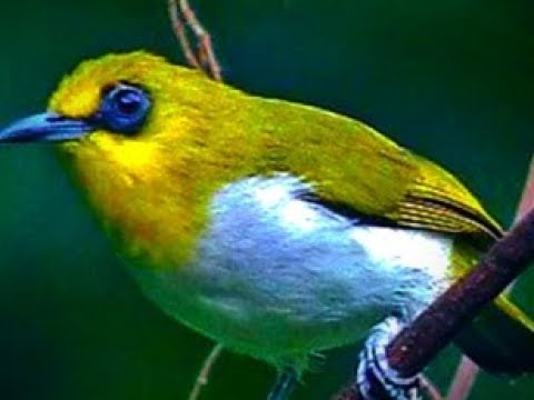 Download Masteran Pleci Kacamata Hitam Mp3 Dan Mp4 Teranyar Gratis