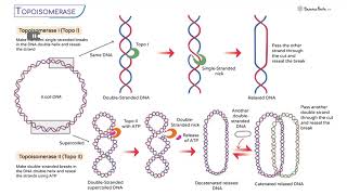 chemotherapeutic agents -1
