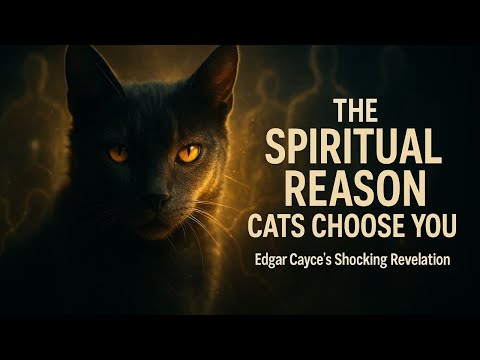 If a Cat Chose You, It Wasn't By Chance — Edgar Cayce Explained Why