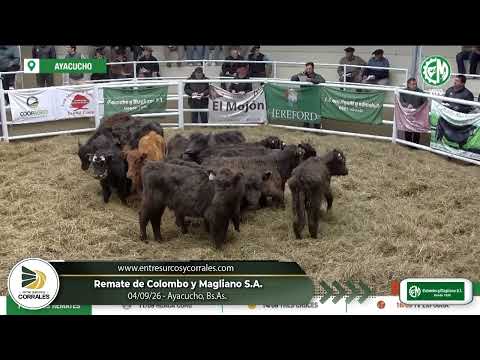 04-09-26 - Remate de Colombo y Magliano S.A. -  Ayacucho, Bs.As.
