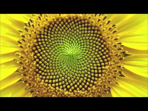 PelySayon - Vivir naciendo