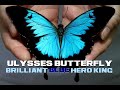 Ulysses Butterfly Facts - The Brilliant Blue Hero King - Animal a Day U Week