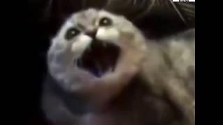 Cats sing metal Attila - Payback