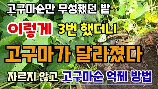 고구마순만 무성했던 밭 이렇게 3번했더니 고구마가 많이 달리기시작 고구마순 자르지 않고 고구마순 억제 방법
