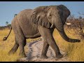 Elephant Sound Effects