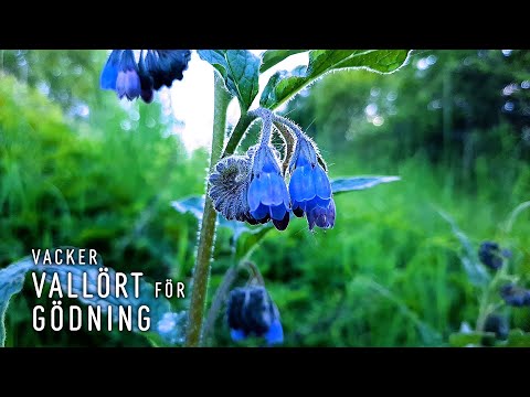 Plantera Vallört för gödsel till odlingar och för att locka pollinatörer.