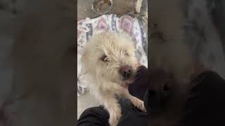 Video preview image #1 Mutt Puppy For Sale in Grafton, WI, USA