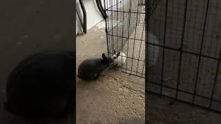 American Sable rabbit Rabbits Videos
