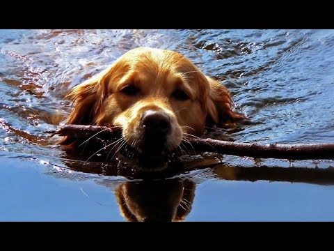 Czesław Niemen i Niebiesko Czarni - Locomotion