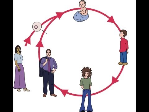 Humans Life Cycle Video for Kids - Science for Kids