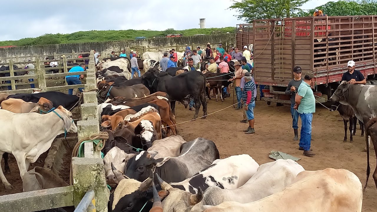 FEIRA DO GADO EM CAMPINA GRANDE-PB 17/07/2024