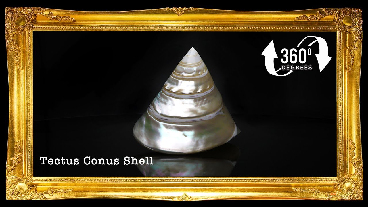 Troca Pearlized White | Shaped Top | Trochnus Conus | 2 - 4 Inches