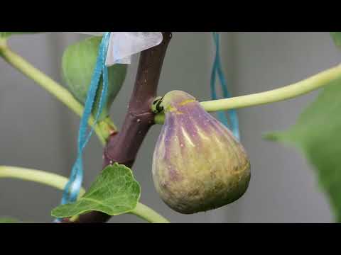 De La Roca Fig | An Improvement to the Coll de Damas?