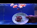 Mega Oscar Fish Feeding - 10 Types of Best Fish Food for Aquarium Fish