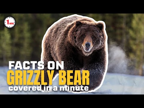 Are these the ferocious among the Bear species?| Grizzly Bear in 1 Minute | AnimalSnapz