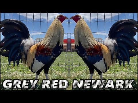 Yellow Leg Hatch Grey Radio Red Newark Farm