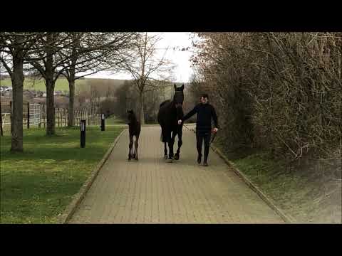 Global Foals | Springfohlen Stute | Conthargos × London