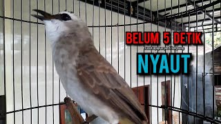 Download lagu trucukan gacor TARUNG ROPEL PANJANG pancingan trucukan agar bunyi jadikan burung trucuk gacor EMOSI mp3 Download lagu trucukan gacor TARUNG ROPEL PANJANG pancingan trucukan agar bunyi jadikan burung trucuk gacor EMOSI mp3