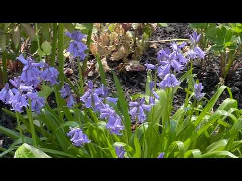 The English Bluebell, Hyacinthoides non-scripta