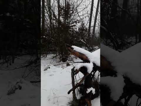 Mazury 2025-12-01 Puszcza Piska, Nadleśnictwo Maskulińskie Ruciane-Nida, Mazurski Park Krajobrazowy